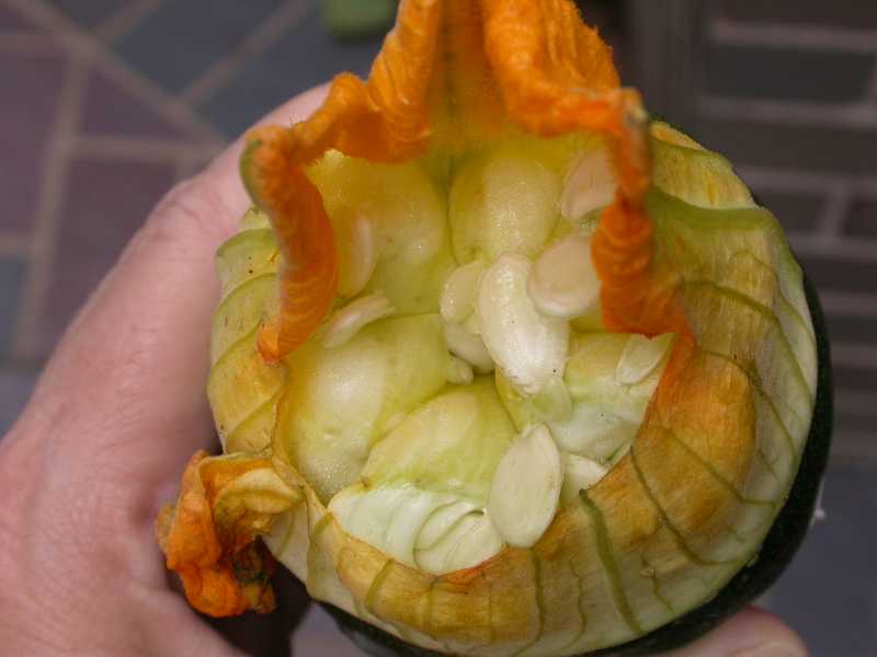 Blossom End Rot of Cucurbits